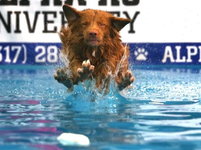 Alpha K9 U, business photo 3