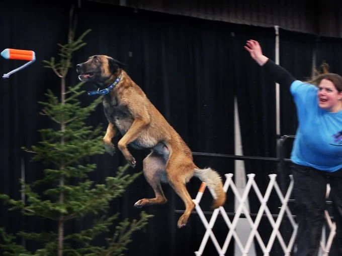Alpha K9 U, business photo 2